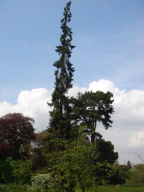Picea omorika